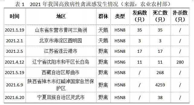 禽流感致病情况